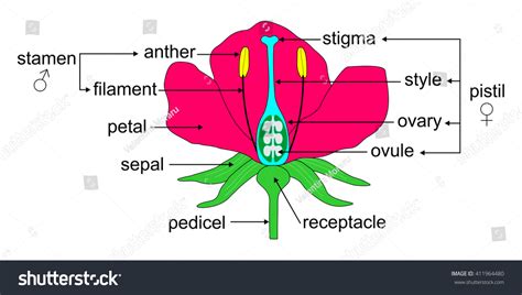 drawing of terrestrial plants|Angiosperm .